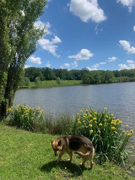 Zaz au bord de l'étang