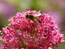 Les rendez-vous aux jardins . Atelier, Les petites bêtes du jardin, utiles ou n…