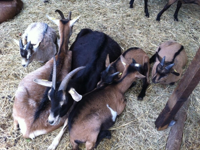 La Cabrouno de l'aquo de Loup "Élevage de chèvres"