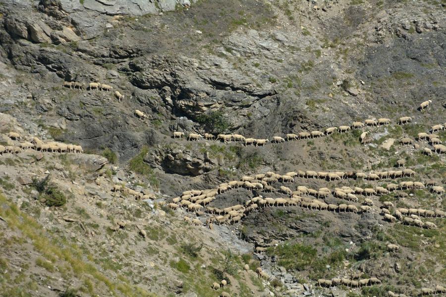 Parc national des Ecrins : pastoralisme et biodiversité