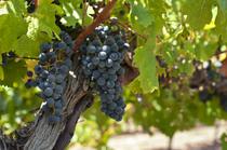 Jeudi de Champlong_Villerest