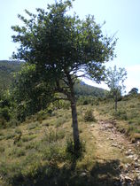 Balisage