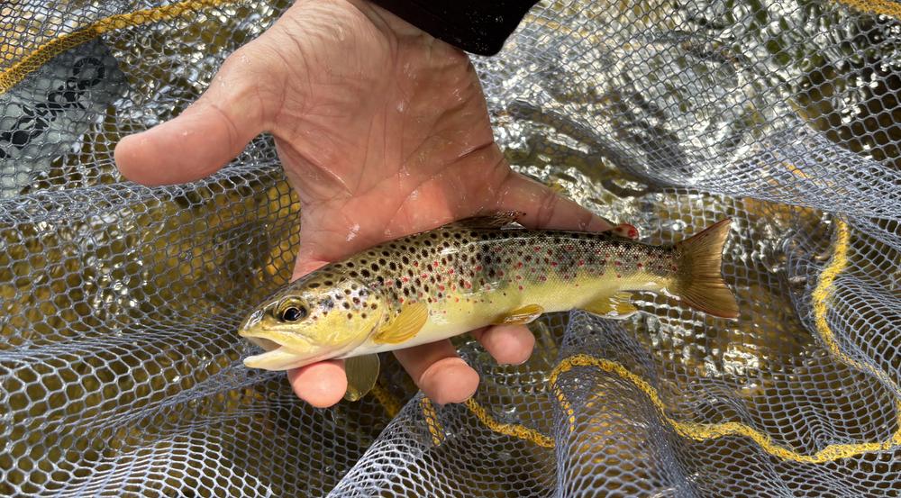 Moniteur guide de pêche D.E / Albert Vallet_Dunières