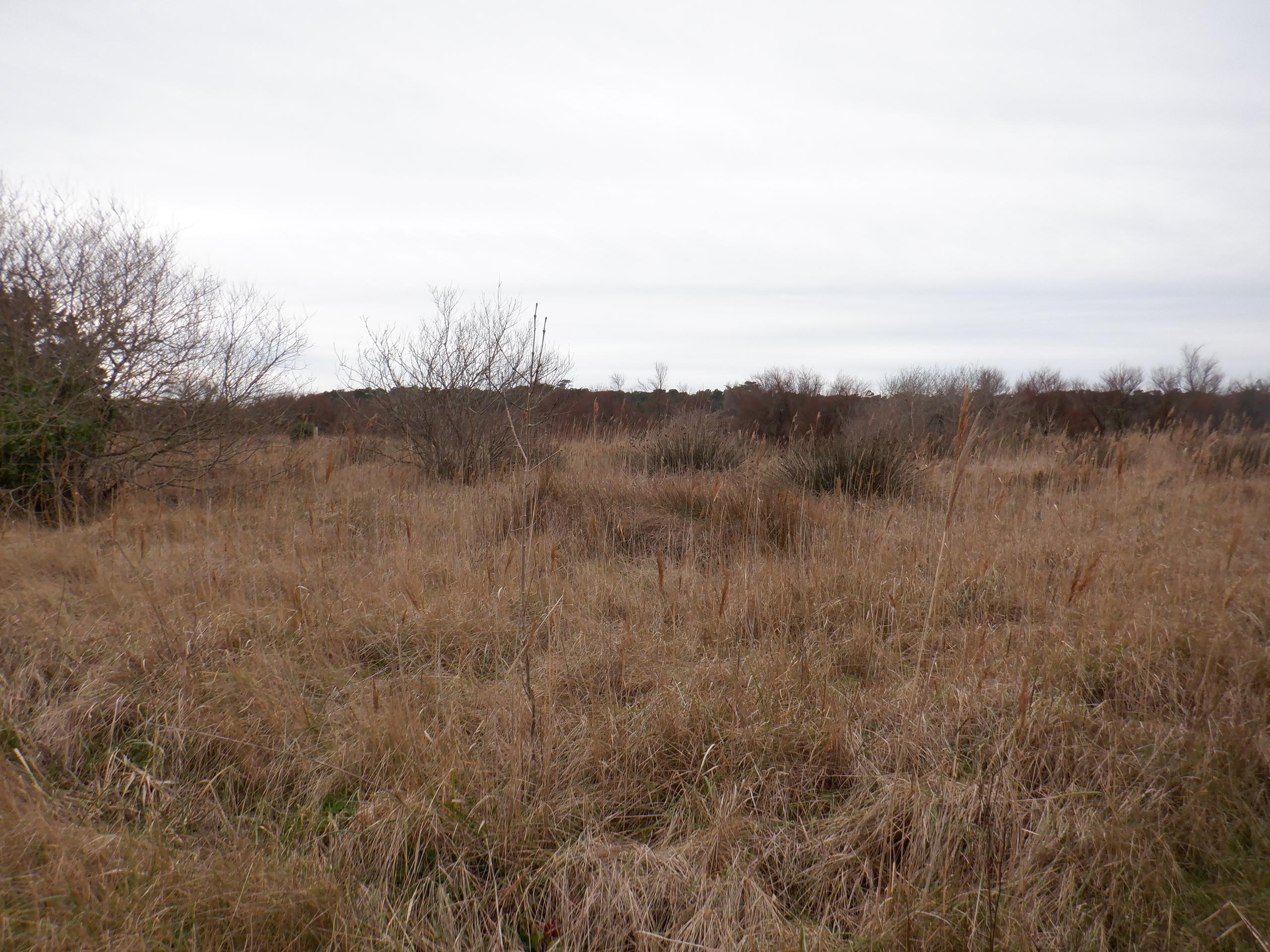 Marais de Lachenaud et Bois des Combes