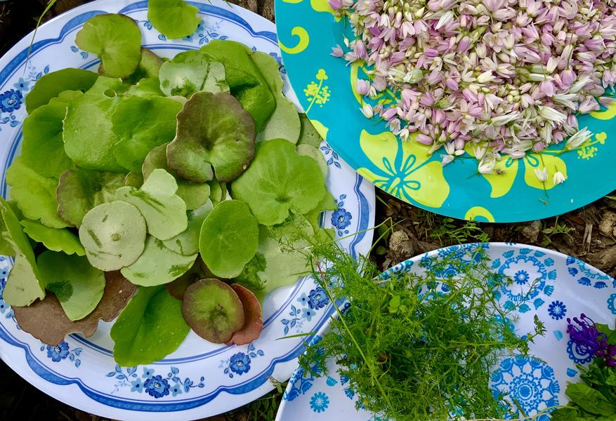 CUILLETTE PLANTES SAUVAGES ET PRÉPARATIONS CULINAIRES