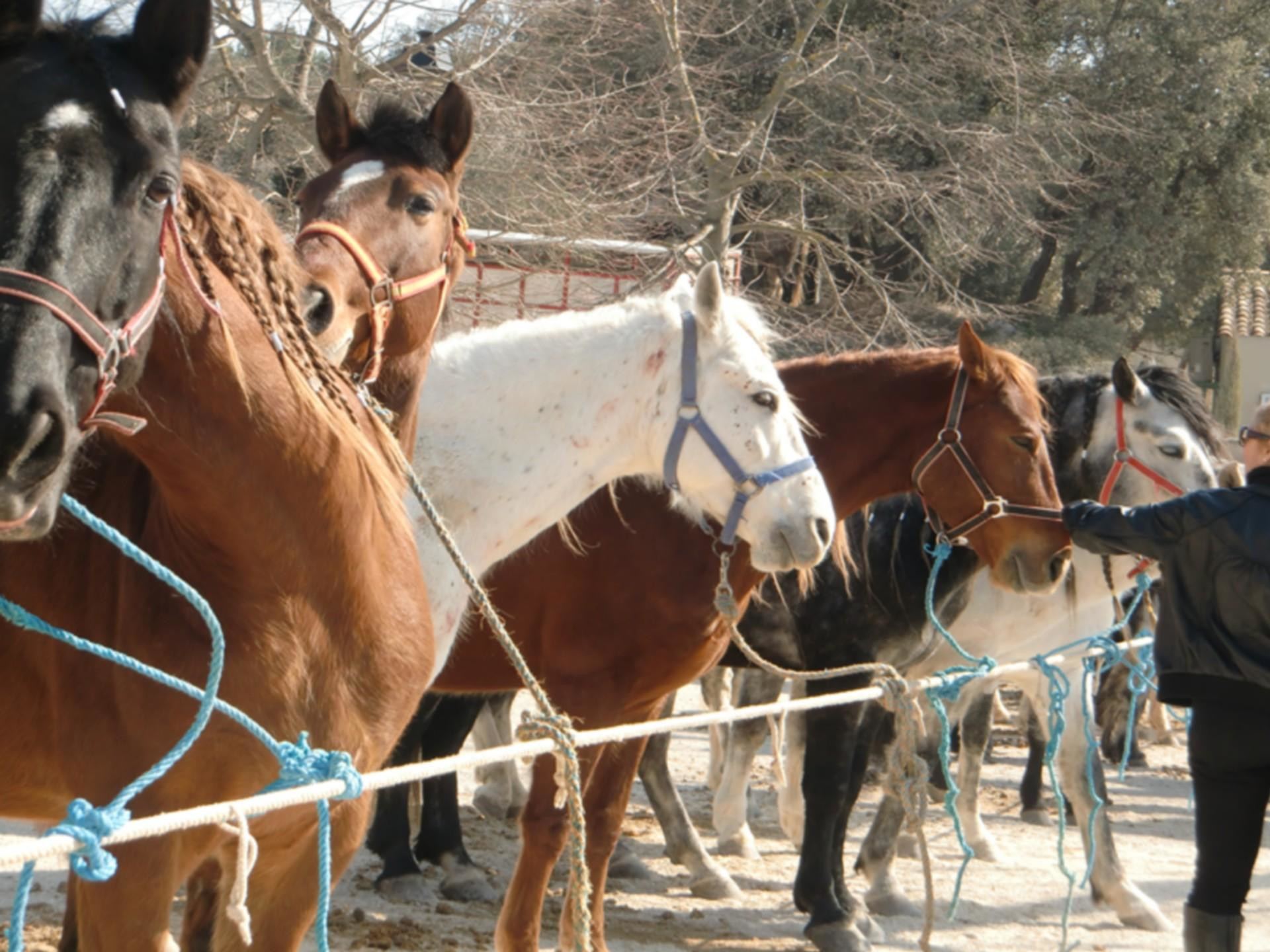 Foire aux chevaux et marché artisanal