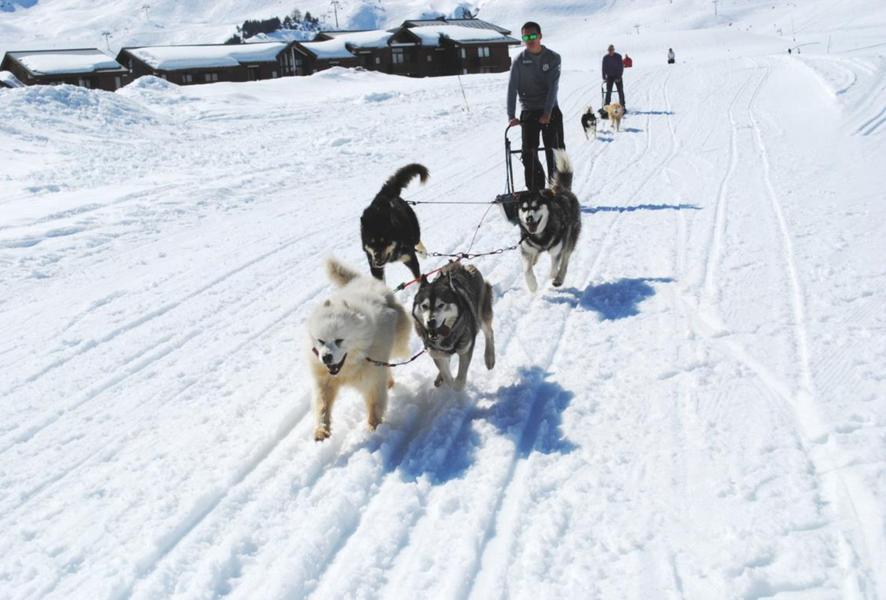 Chien de traîneau