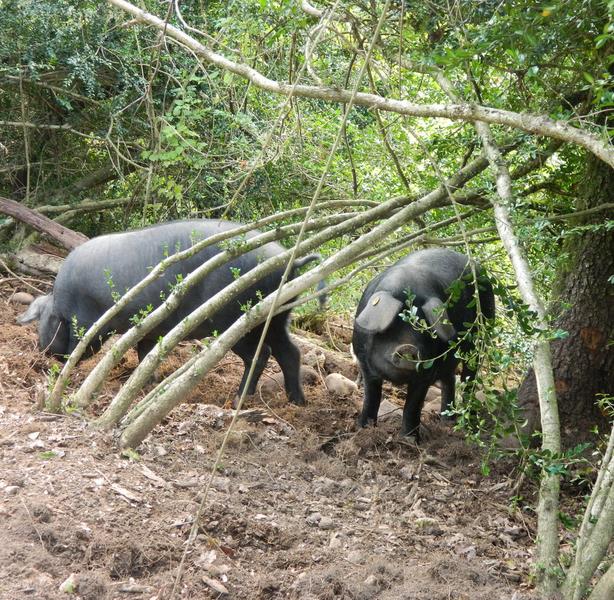 La ferme du Chapiron_Parmilieu