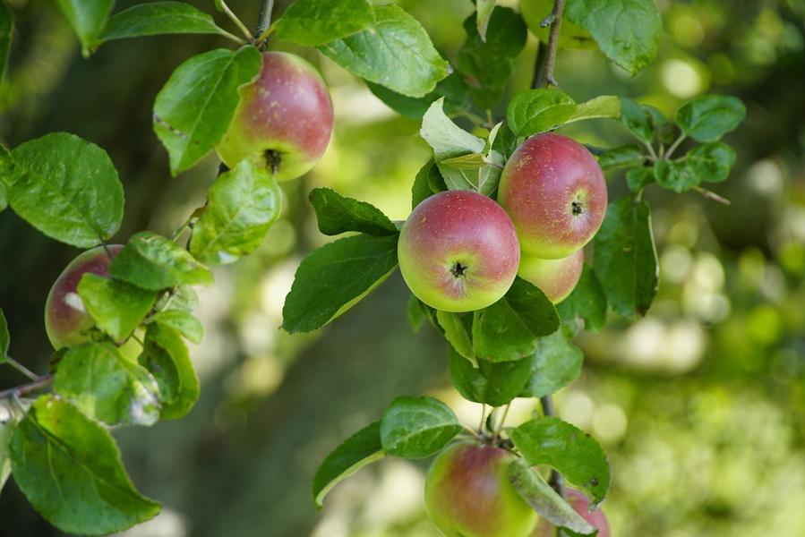 JEP - Atelier pressage de pommes