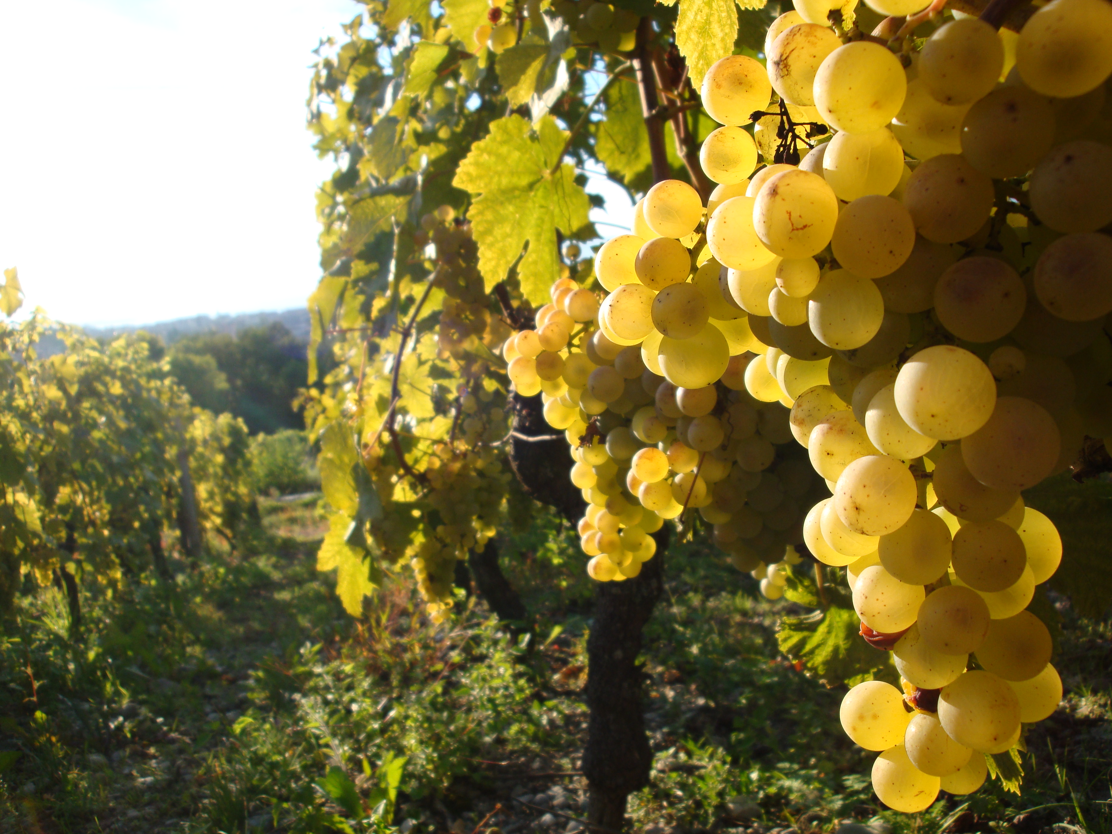 Domaine Delalex - la Grappe Dorée