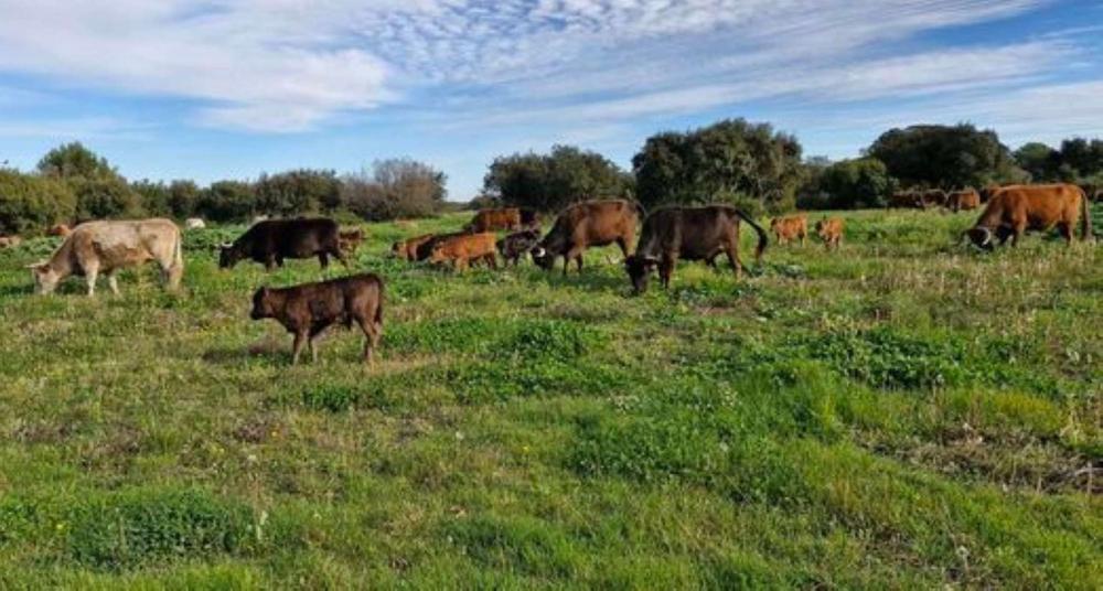 Camino Ganadero - découverte des élevages de taureaux et chevaux