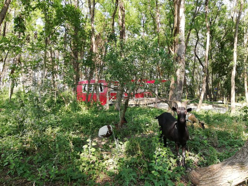 La pampa avec biquette notre chèvre et les deux brebis