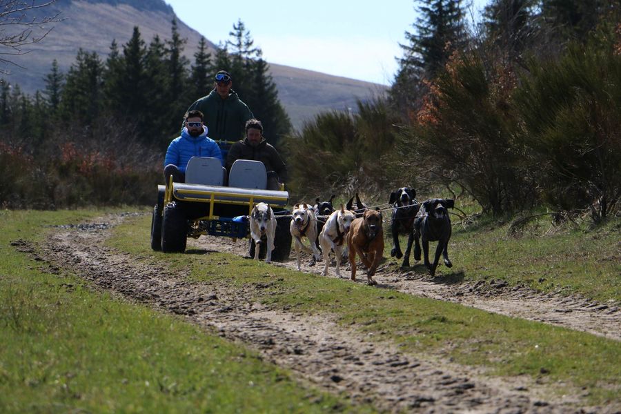 Team sensations Mushing