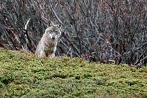 097541 ANIM LOUP