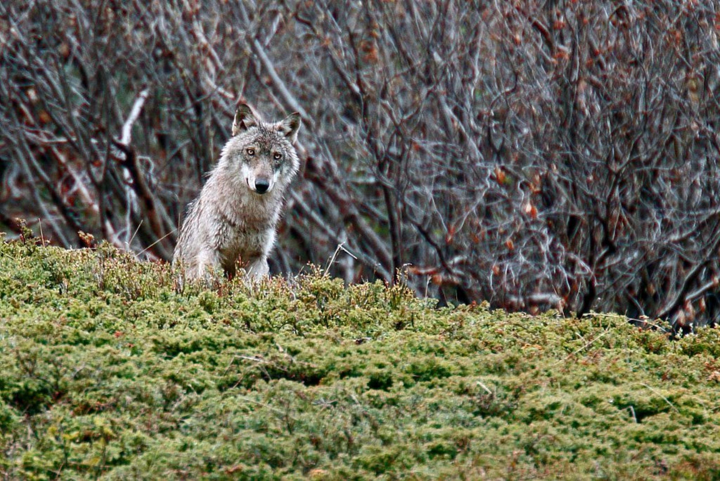 097541 ANIM LOUP