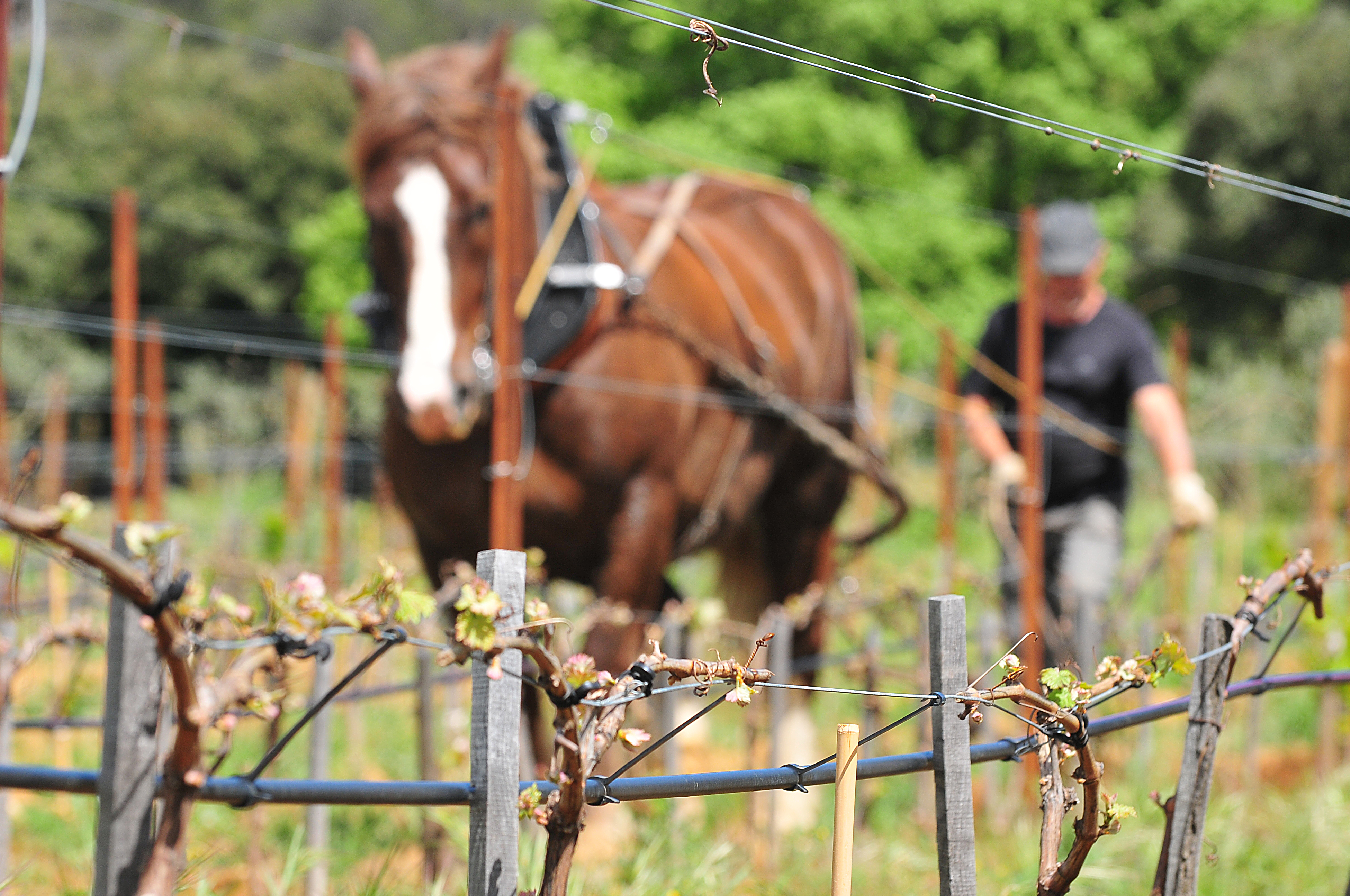 Domaine - Château Bonisson, Rognes - photo 12