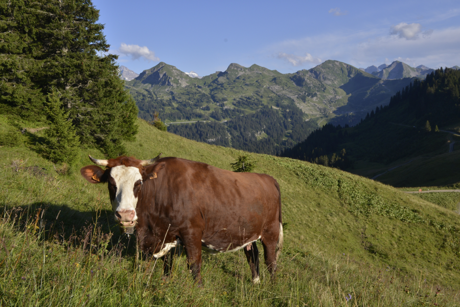 Randonnée tour du Mont de Grange - Abondance