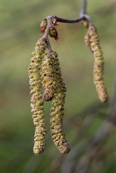 L'arrivée du printemps_Passy