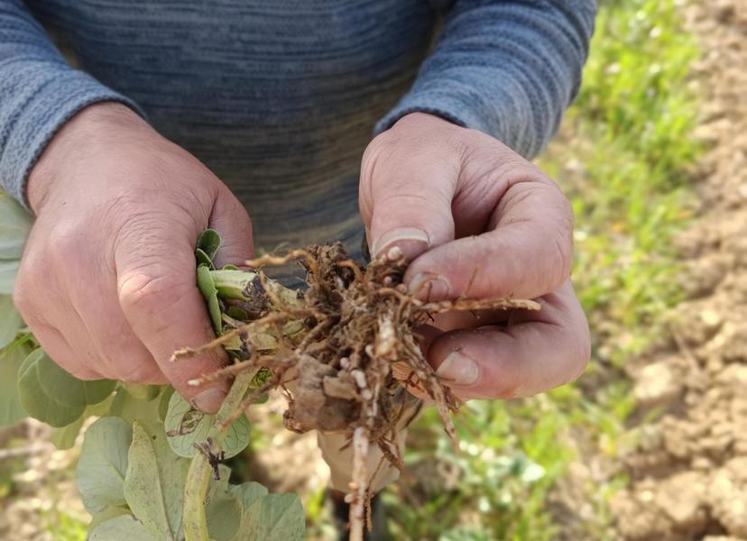 Plantes médicinales au coeur de la vigne