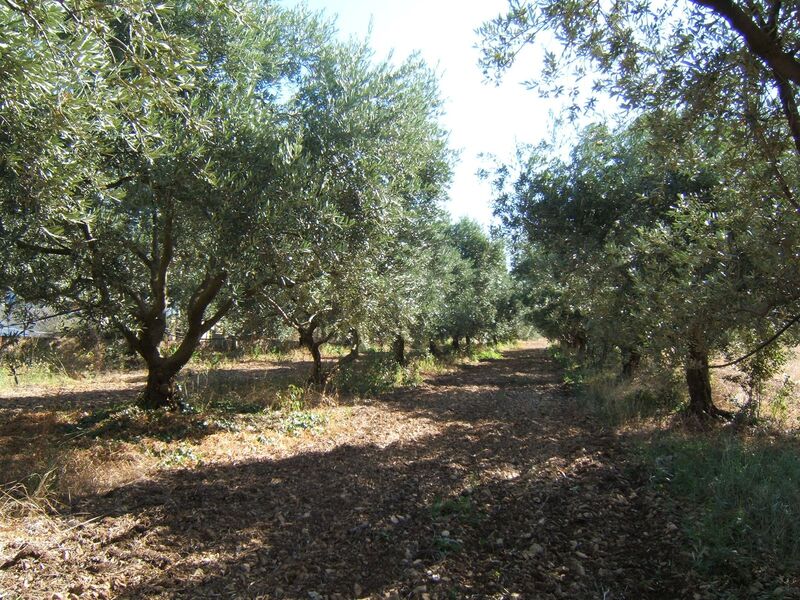 Moulin à huile d'olive et Domaine Oliversion