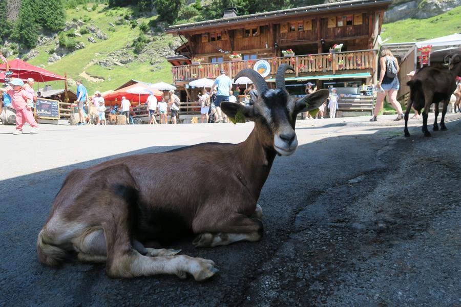 Sentier pédestre : Ardent aux Lindarets_Montriond