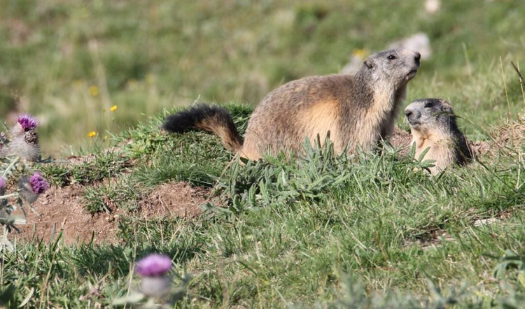 À la rencontre des marmottes des Monts d’Ardèche