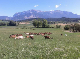 De Ferme en Ferme - Le Mas d'Ambane_Recoubeau-Jansac