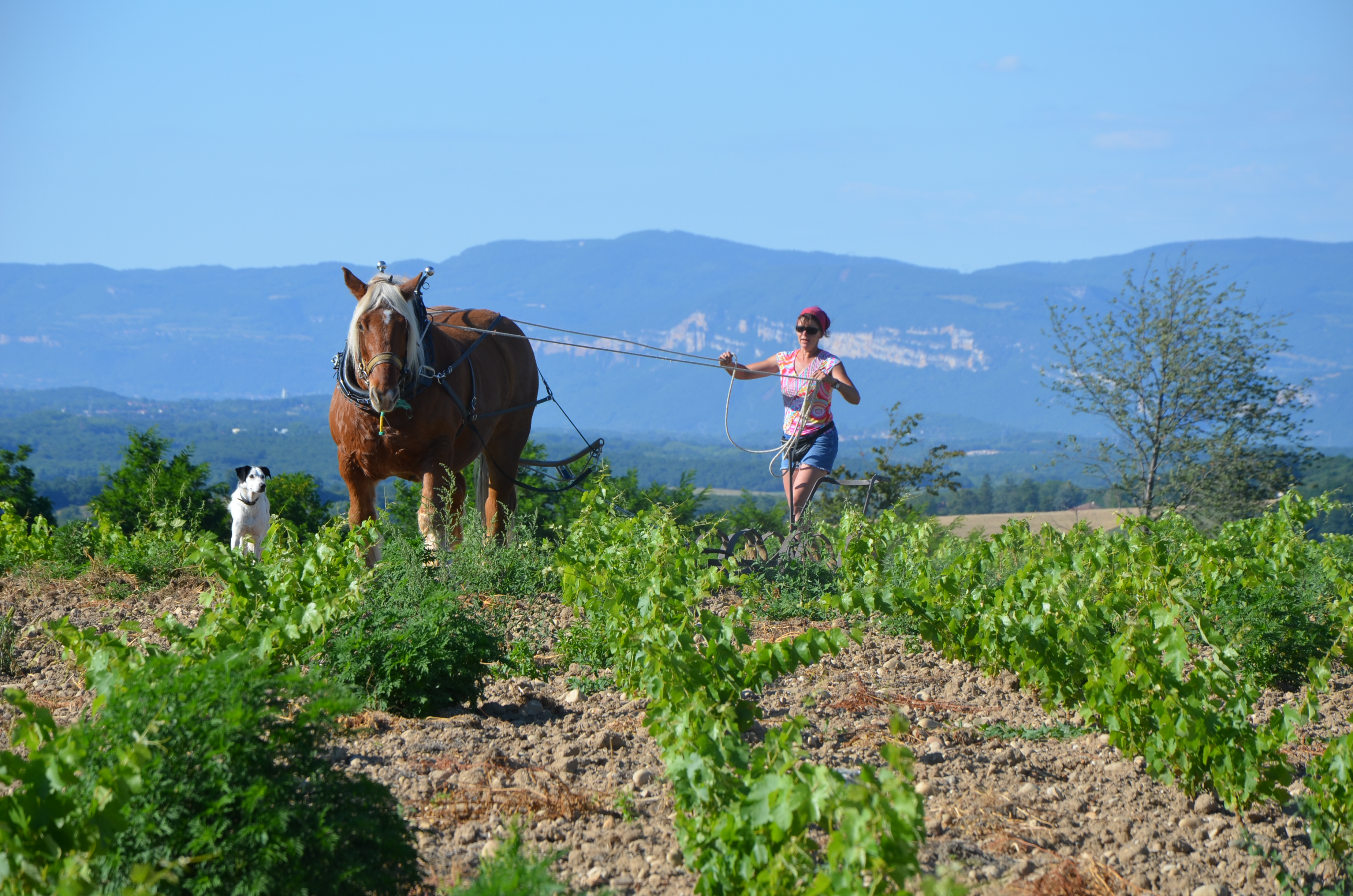 Travail dans les vignes en compagnie de notre cheval Ulysse