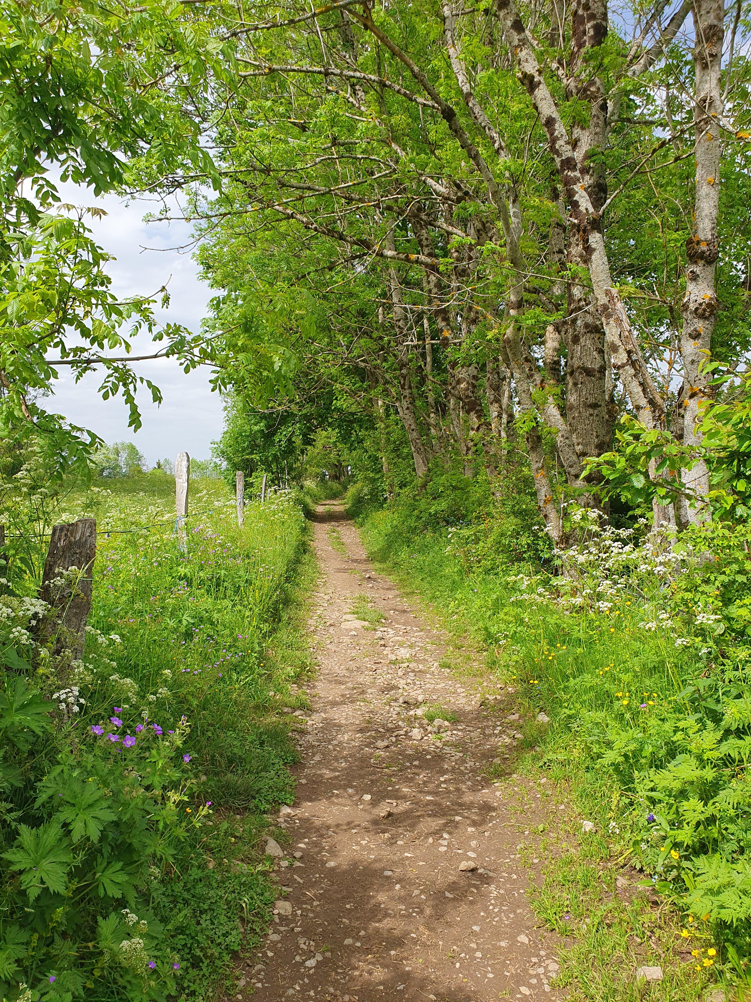VTT : Circuit n°2 Sous les Mémises