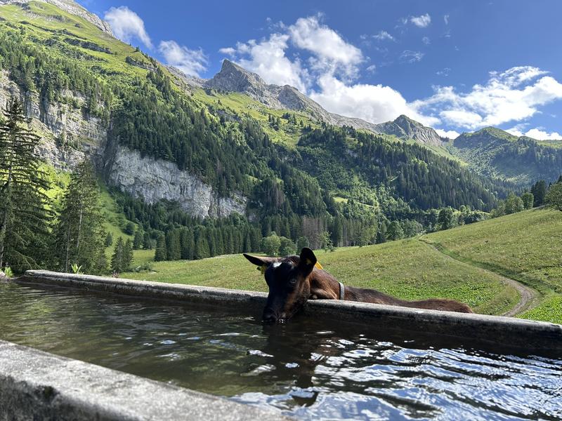 La ferme de Sommier d'Aval 