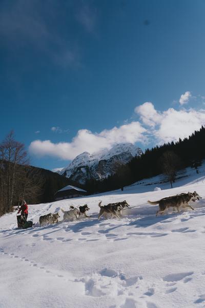 Initiation à la conduite d'attelage_Bellevaux