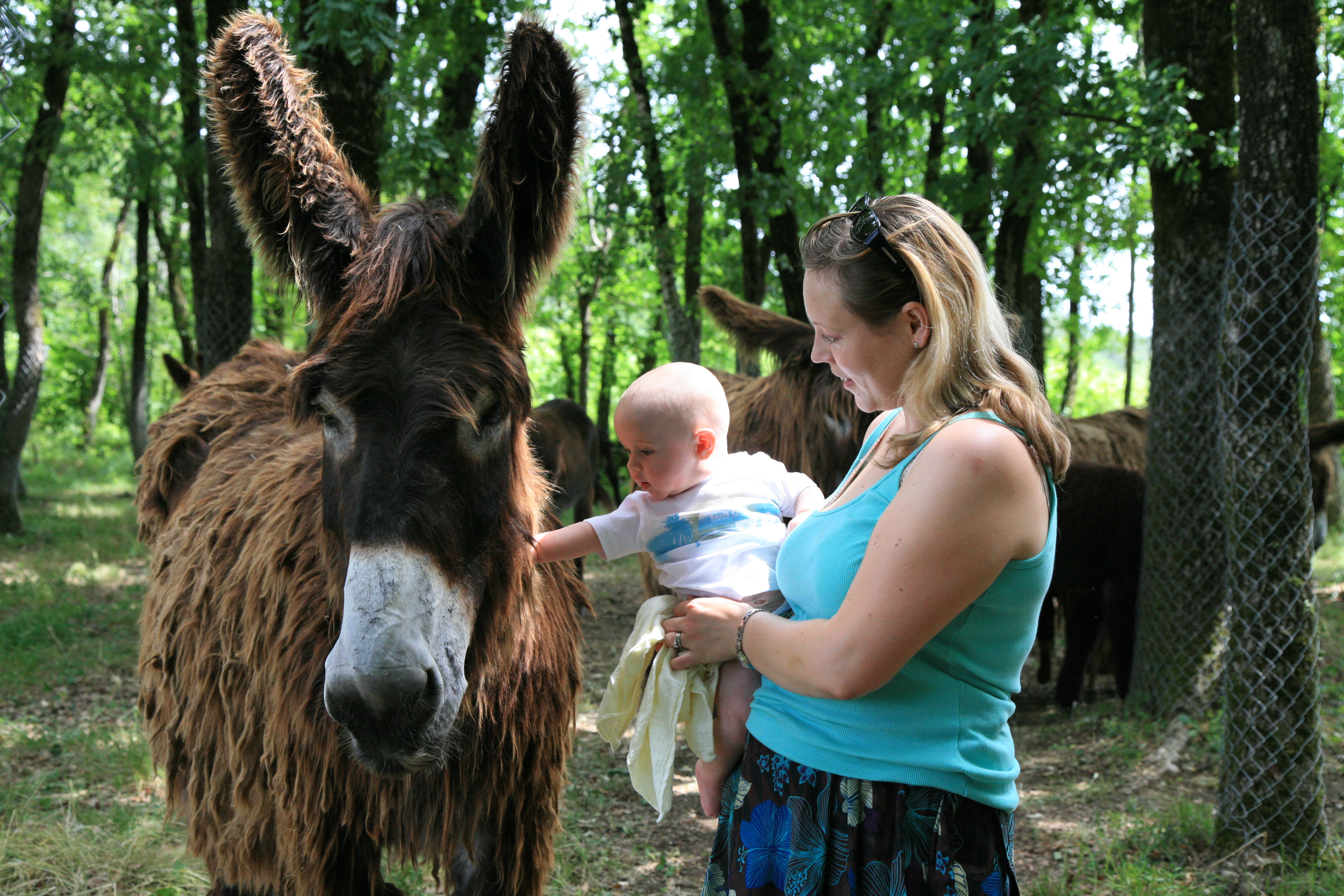 Course d' orientation - E.S.O Dampierre/Boutonne-Asinerie - Circuit Jaune