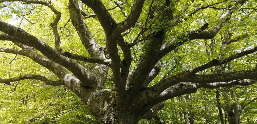 Bien-être et réconnexion à la nature - Terre et Ciel Randonnée