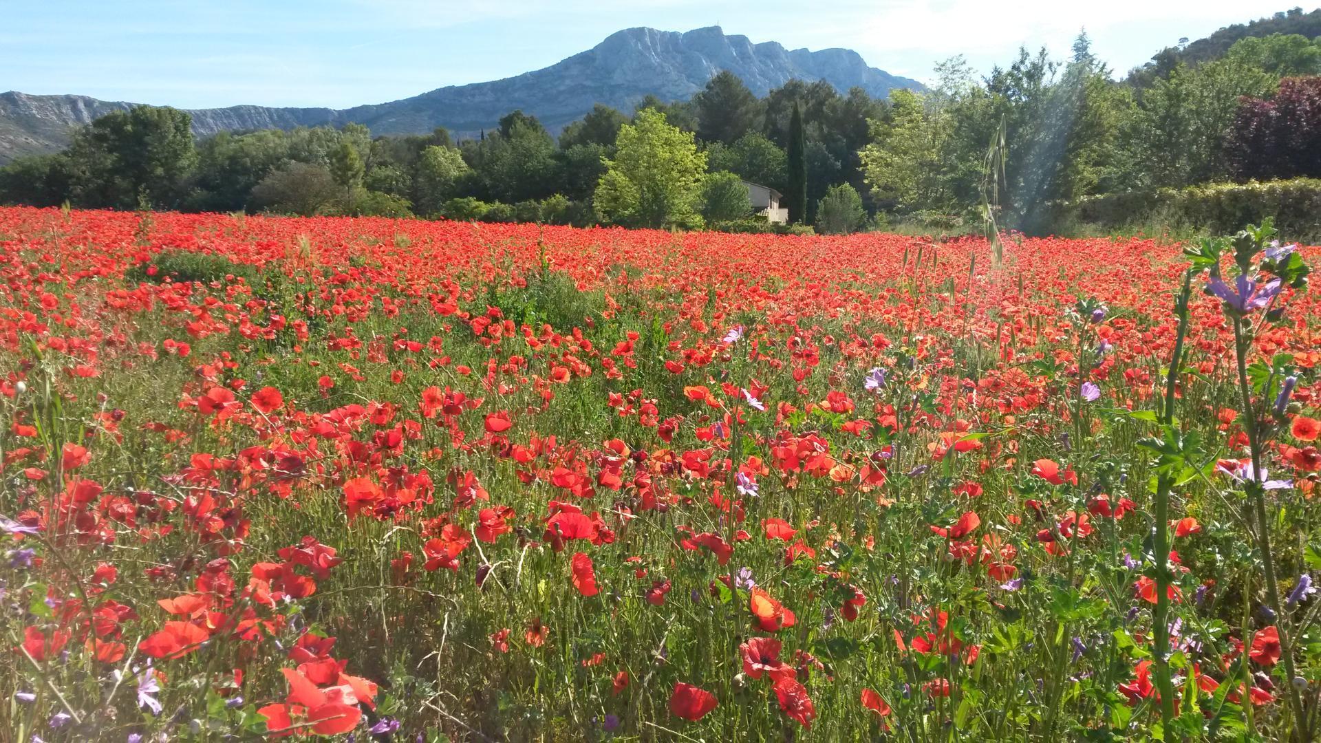 Pin Parasol, Jouques - photo 22