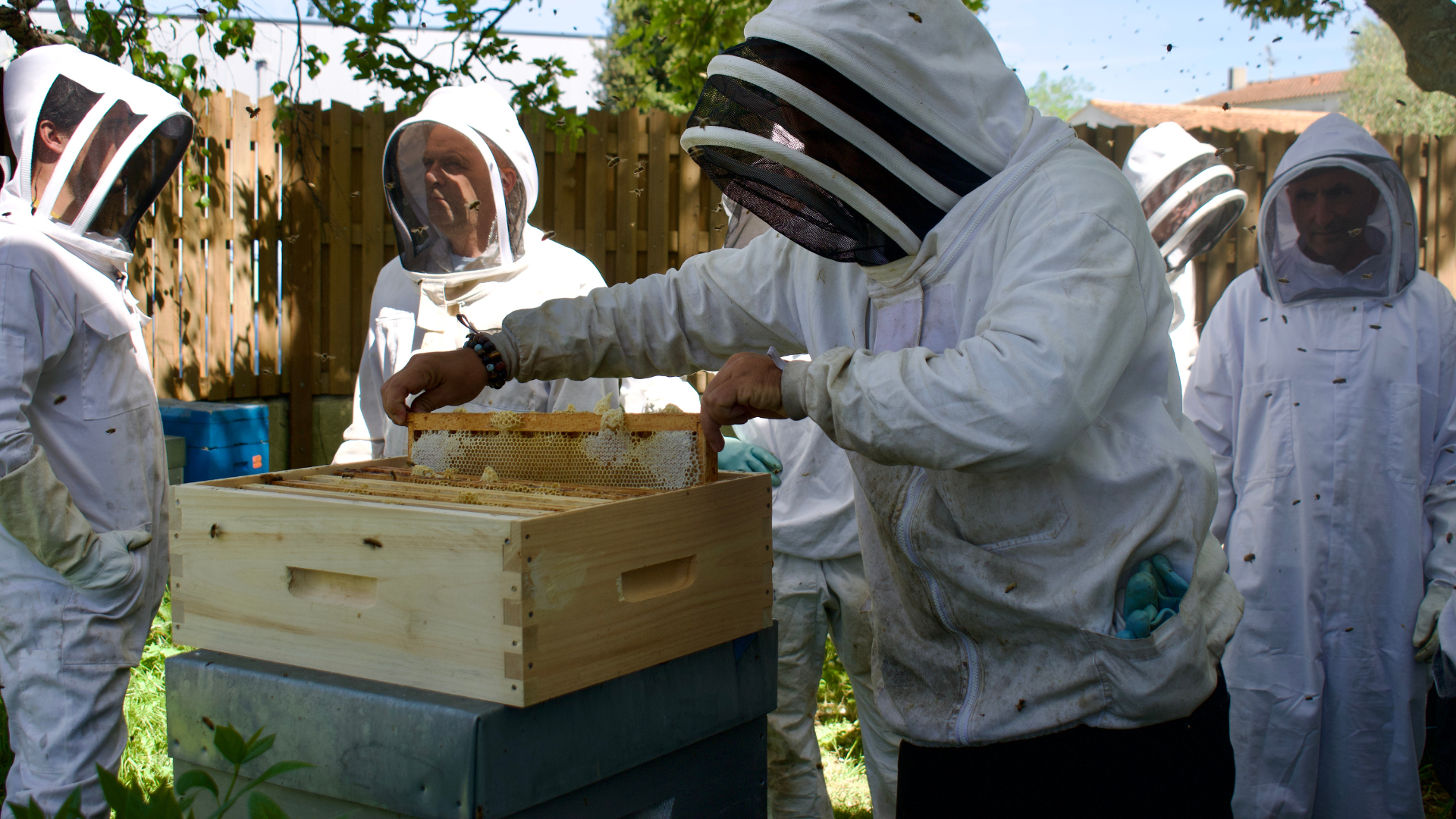Animation - Immersion en apiculture, Secrets du miel et des abeilles