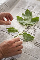 séchage d'une plante e, vue de la fabrication d'un herbier