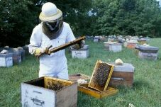 Les Ruchers de la Valserine à Montanges