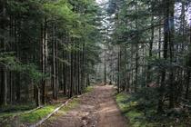 Bois de Verrières-en-Forez