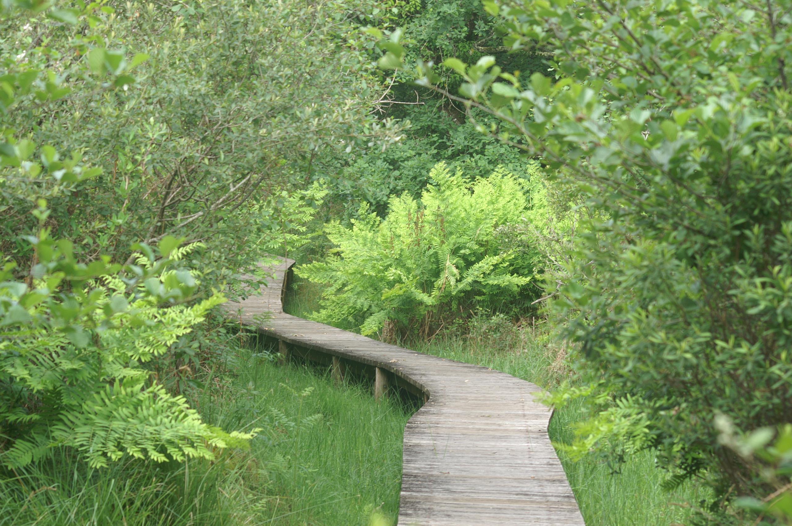 Tourbière de Soubran