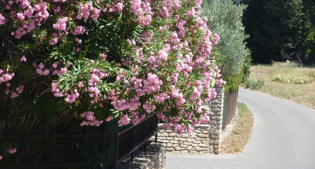 La Farigoule, Plan-d'Orgon - photo 5
