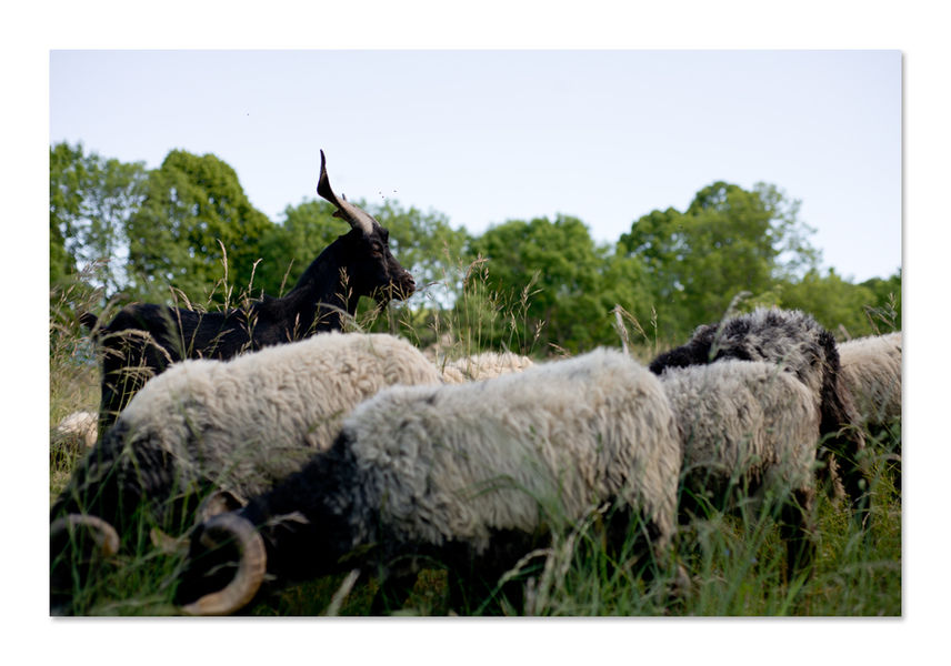 Bergerie Au Rythme du troupeau