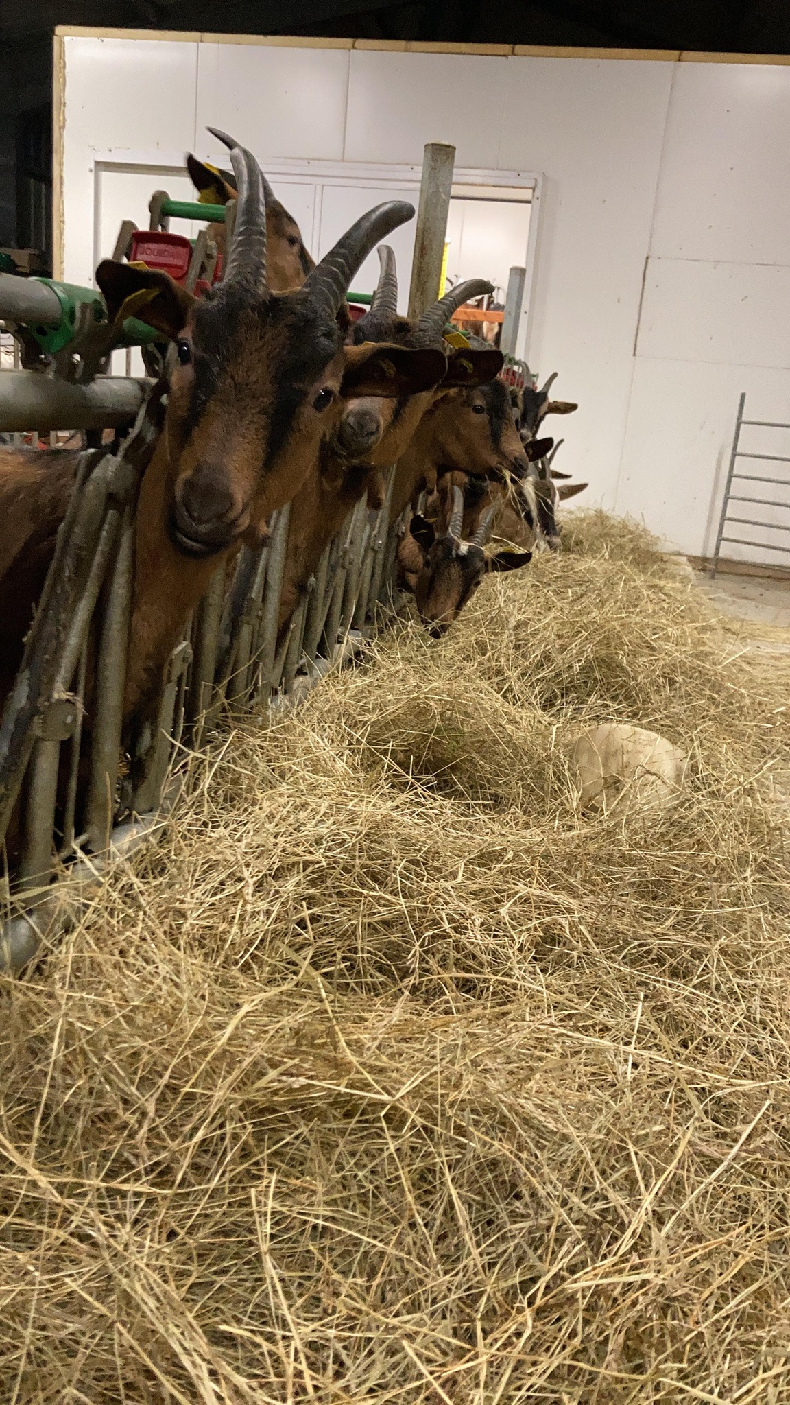 Les chèvres de Limagne - GAEC Persi Agri