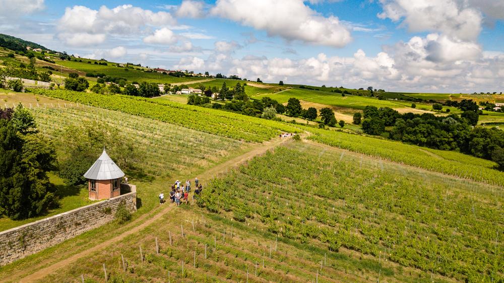 Nos vignes - Les Vergers