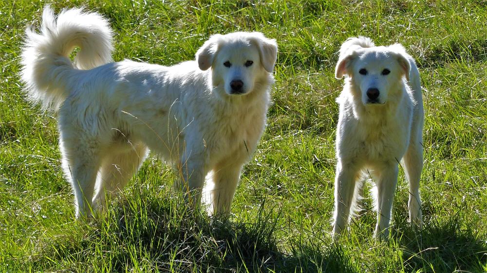 Chiens de protection - visite à la ferme_Turriers
