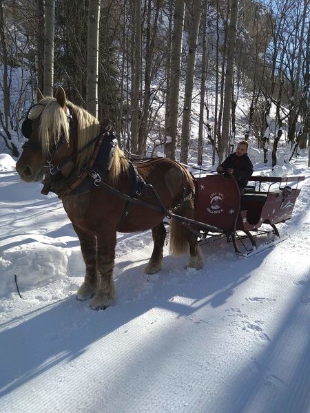 Cheval à traîneau à Valloire
