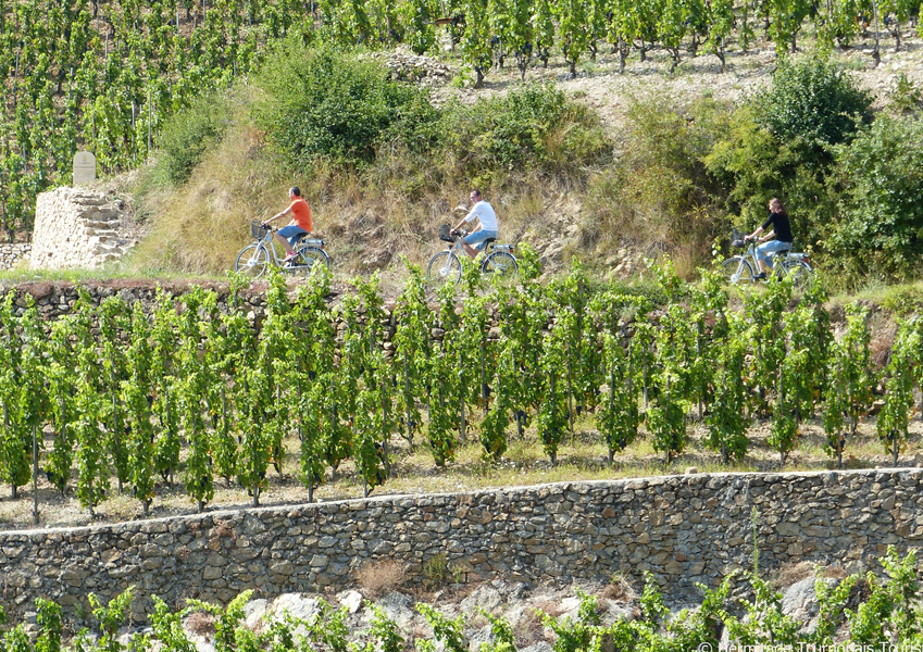 VAE dans les vignes