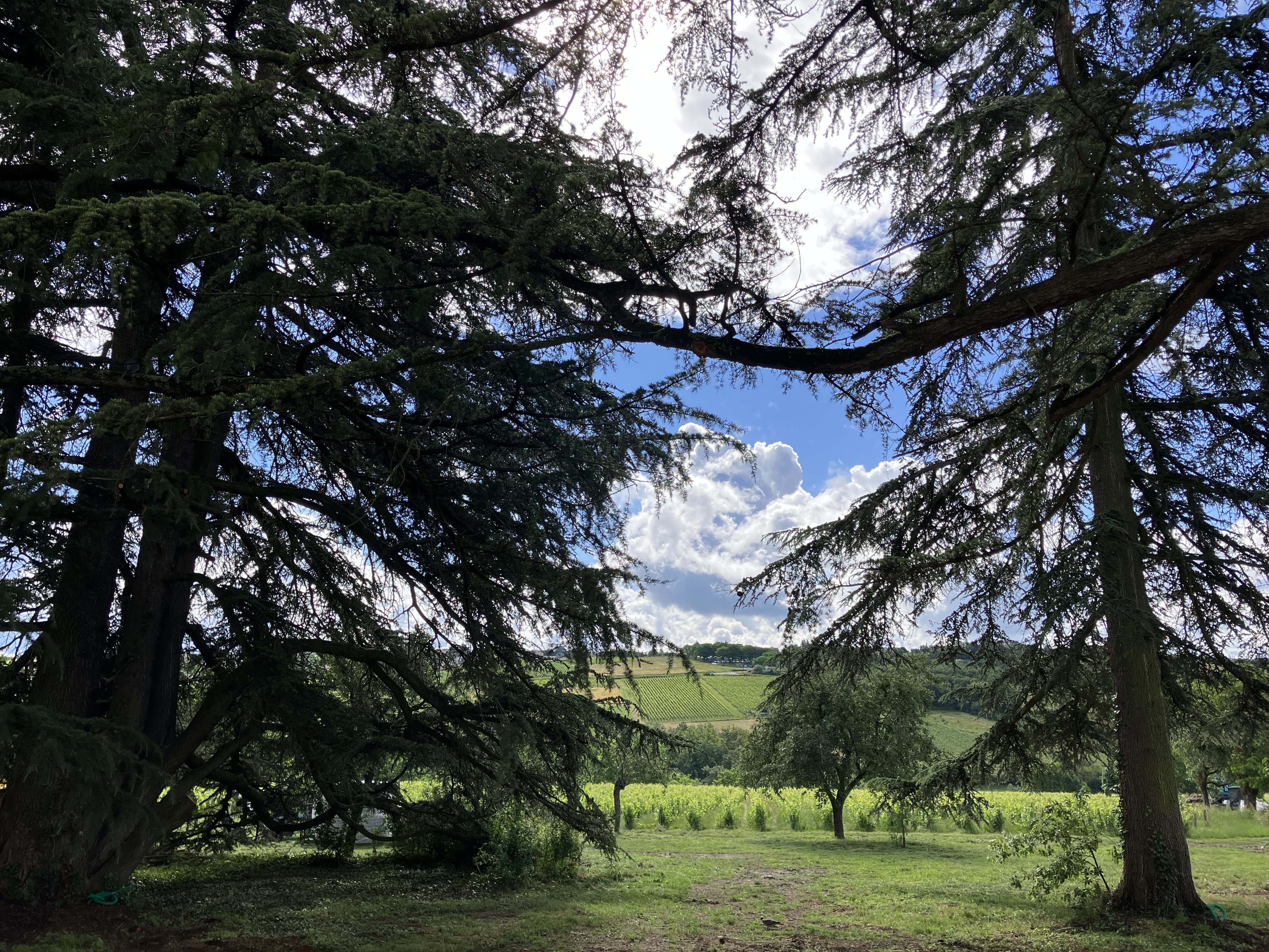 Vue sur le parc