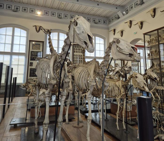 Salle d'exposition du musée Fragonard de Maisons-Alfort 