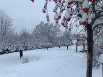 Sous la neige