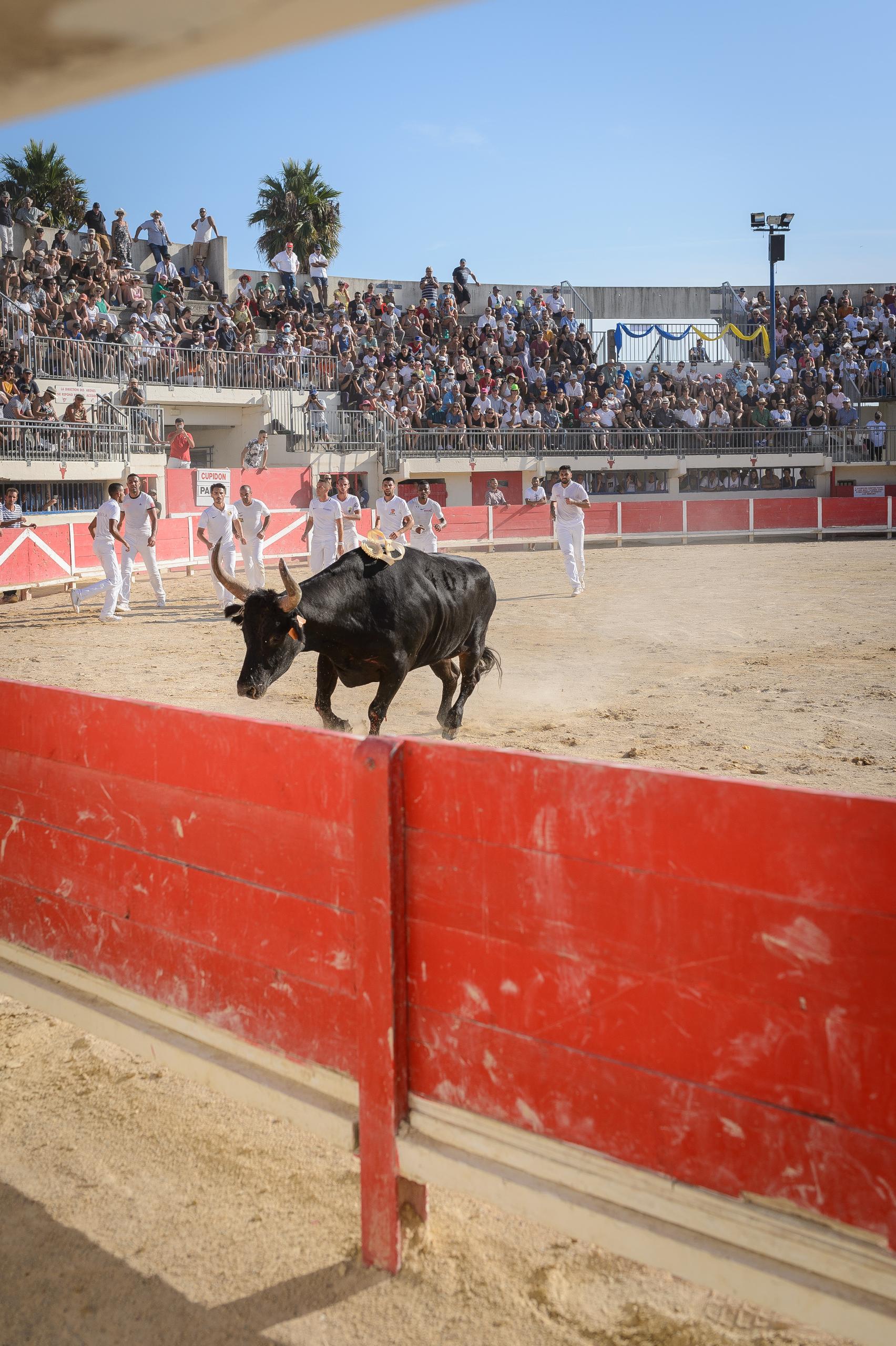 Grand rodéo camarguais - jeux de gardians